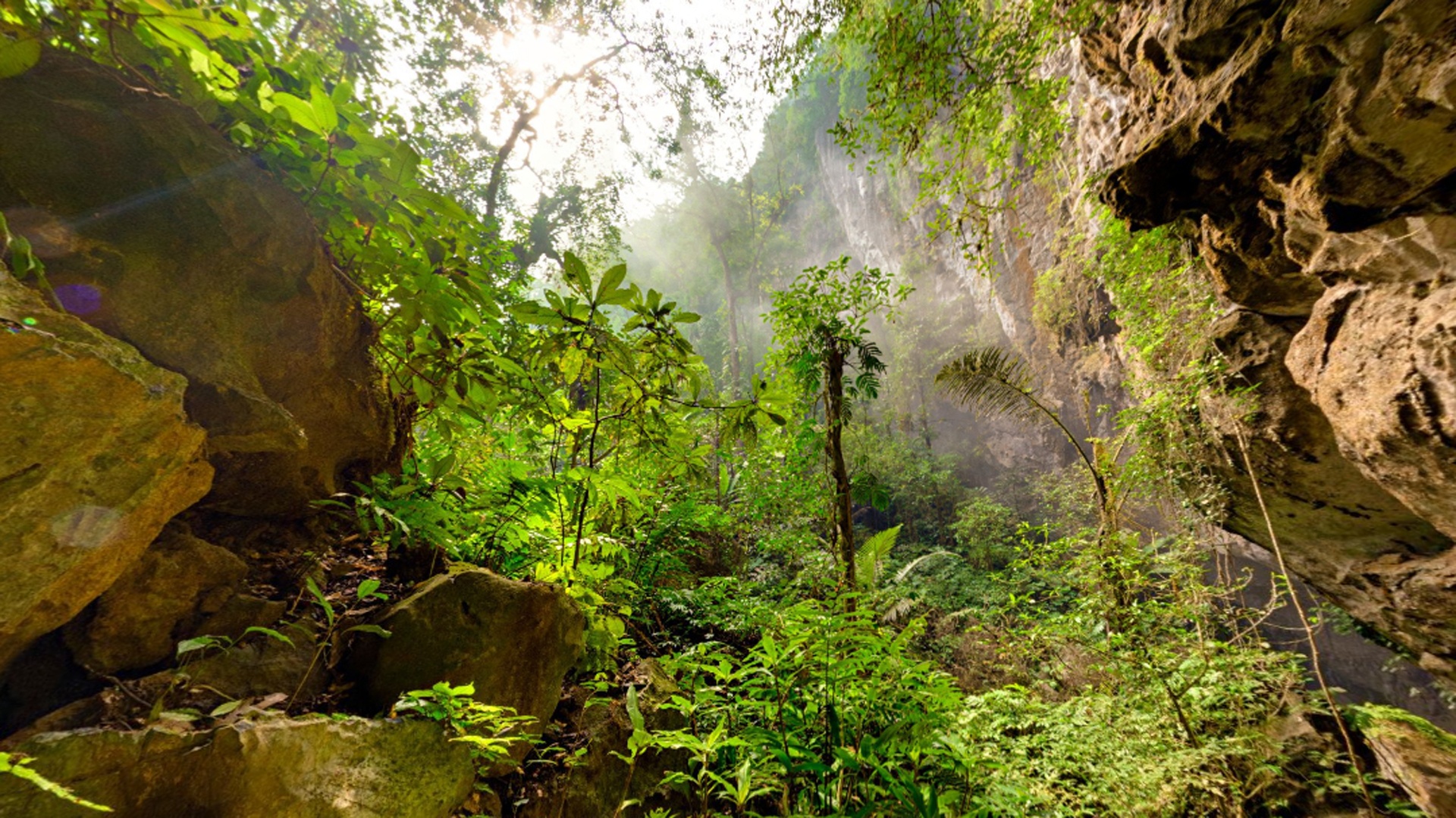 Đứng giữa khu rừng này, bạn sẽ khó tin được rằng mình vẫn đang ở trong một hang động. Cây cối xung quanh cao tới hơn 30 m. Vào mùa mưa, nơi này chịu tác động lớn của các nhân tố thiên nhiên, khiến khung cảnh thay đổi theo từng năm.