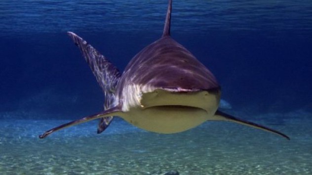 Cá mập bò: Với chiều dài lên tới 3,3 m, cân nặng 312 km và hàm răng sắc nhọn, cá mập bò là một trong những sinh vật nguy hiểm nhất rừng Amazon. Đây cũng là một loài cá mập hay tấn công con người nhất (ngoài cá mập hổ và cá mập trắng). Thận của chúng có khả năng thích ứng với môi trường nước ngọt.