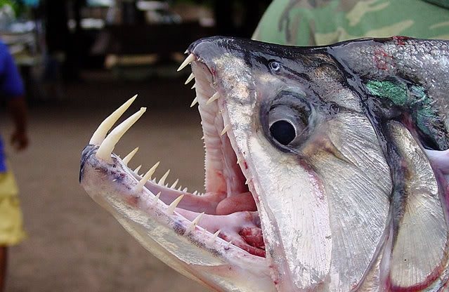 Payara (Cá ma cà rồng): Chúng là động vật săn mồi hung dữ với chiều dài lên tới 1,2 m và răng nanh có thể dài tới 15 cm. Con mồi chính của chúng là cá Piranha, điều đó đủ để cho thấy loài cá này đáng sợ tới mức nào.