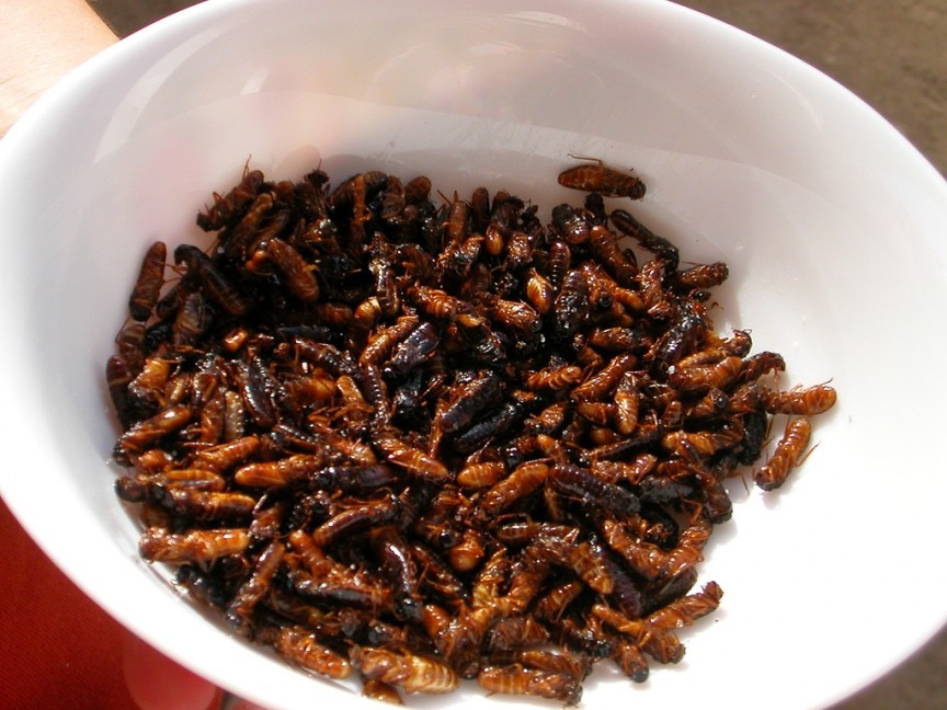 Mối: Đây là một nguồn thức ăn bổ dưỡng khác ở châu Phi hoặc Indonesia. Mối được sơ chế sau đó đem xào với các gia vị. Lớp vỏ giòn và phần trong béo ngậy khiến món mối được nhiều người yêu thích.