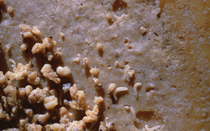 Ấu trùng ruồi: Món phô mai Casu Marzu được làm từ sữa cừu, chúng có vị khá giống phô mai Gorgonzola. Nhưng nếu nhìn gần hơn, bạn sẽ thấy những con giòi lúc nhúc. Loại này đã bị EU cấm, nhưng những người thích ăn vẫn khẳng định giòi còn sống thì phô mai vẫn ăn được. Hiện ở Sardinia vẫn có người bán chui. Tuy nhiên, khi bạn ăn món đặc sản đáng sợ này, những con giòi có thể sống sót  và làm tổ trong ruột, gây nôn mửa, tiêu chảy và rút ruột nặng trước khi ra ngoài theo đường hậu môn.