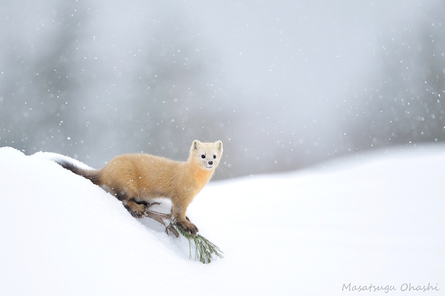 6. Nếu bạn dị ứng với hoa anh đào: Ngồi dưới những cây anh đào bừng nở khoe sắc giữa mùa xuân và thưởng thức đồ ăn, rượu ngon cùng bạn bè là một trải nghiệm để đời ở Nhật. Tuy nhiên, nếu bạn dị ứng với hoa anh đào thì không nên tới đây vào mùa xuân.