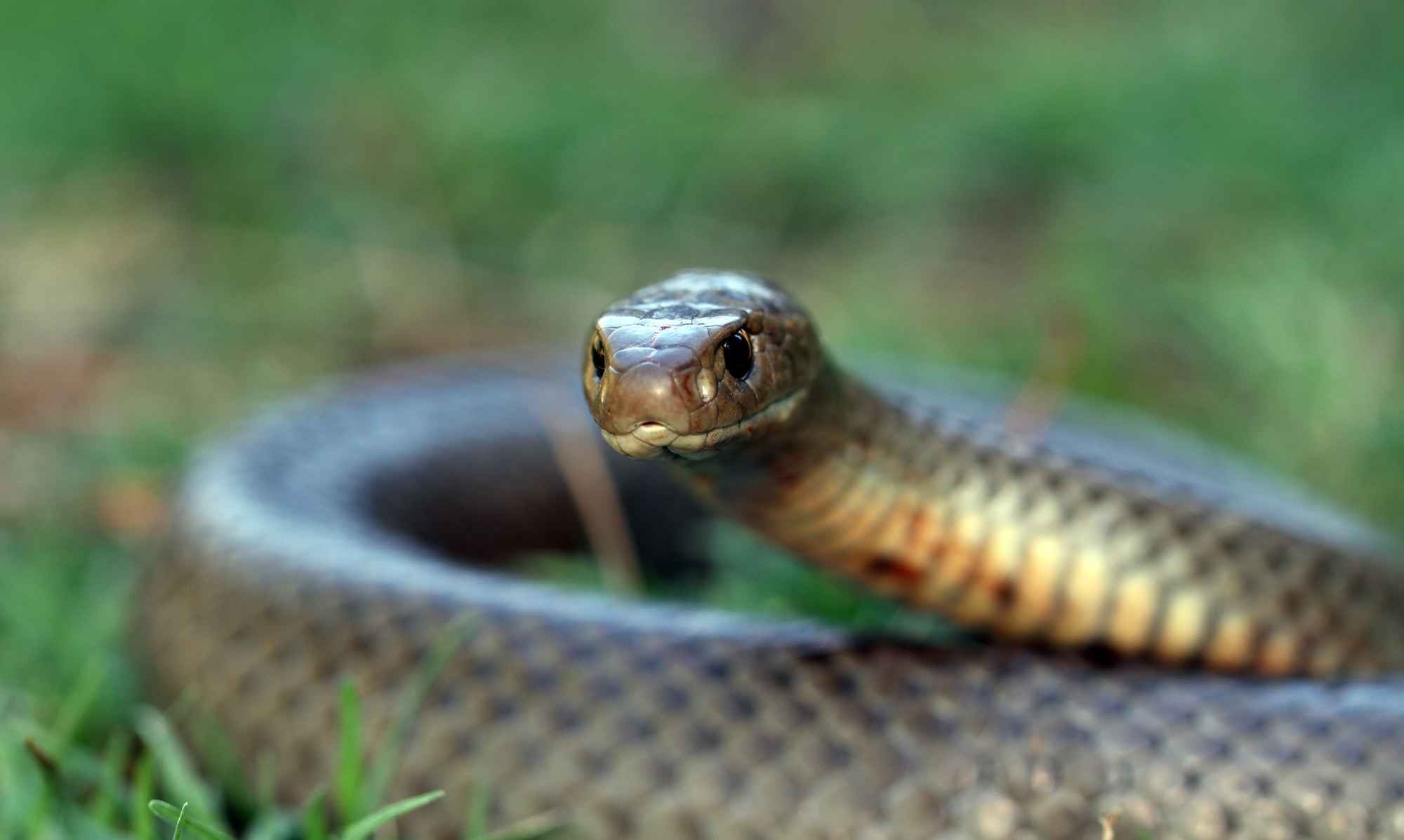 Rắn nâu Eastern: Đây là loài rắn độc thứ 2 thế giới, sinh sống khắp bờ đông và bờ bắc. Chúng hay bò vào các kho thóc hoặc nhà dân ở vùng ngoại ô. Rắn nâu Eastern sẵn sàng tấn công khi bị kích động, vết cắn của chúng sẽ gây đau đớn tột độ, tiêu chảy, tê liệt và cuối cùng là khiến bạn mất mạng nếu không được điều trị kịp thời.