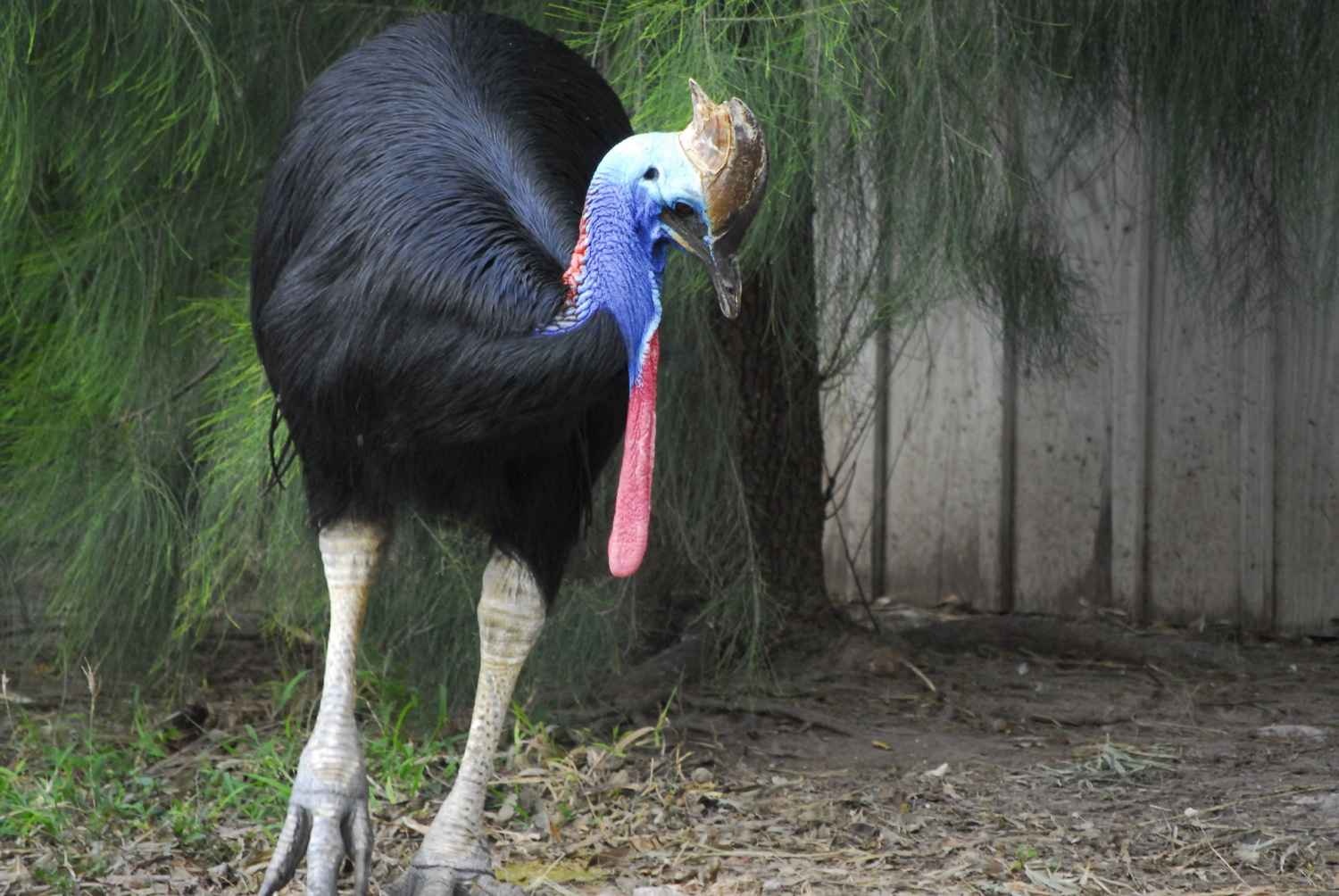 Chim Cassowary: Loài chim này rất hung dữ với chiều cao lên tới 1,8 m. Chúng có thể đạt vận tốc 50 km/h và nhảy cao 1,5 m. Có thể nói chúng là phiên bản hiện đại của khủng long Raptor trong Công viên kỷ Jura. Chim Cassowary tấn công hàng trăm người mỗi năm, trong số đó đã có người thiệt mạng.