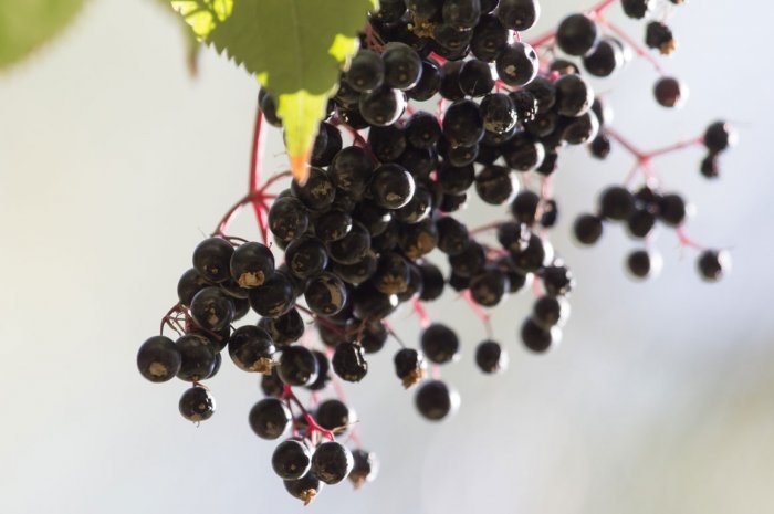 Các loại quả mọng hoặc vỏ mỏng: Đây là nguyên tắc đảm bảo sức khỏe khi thưởng thức hoa quả ở các miền đất mới: chỉ nên ăn những loại có vỏ dày như chuối, cam hay chôm chôm, và nhớ rửa sạch trước khi bóc vỏ để tránh nhiễm bẩn. Bạn nên tránh các loại quả như dâu, dâu tây, táo… vì chúng dễ nhiễm vi khuẩn từ nước rửa và nơi tích trữ.