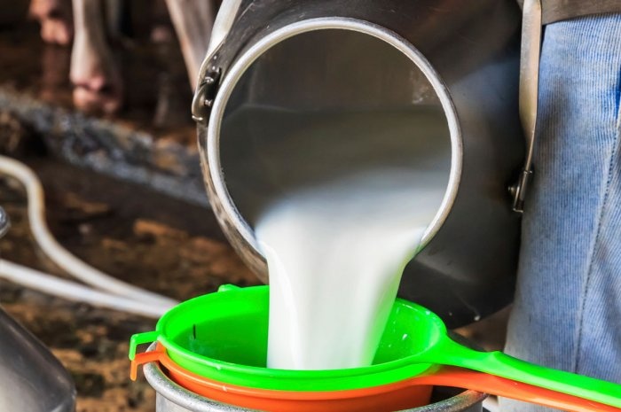 Các sản phẩm từ sữa chưa tiệt trùng: Sữa tươi chưa qua xử lý có nguy cơ chứa như Salmonella, E. coli, và Listeria, những vi khuẩn nguy hiểm gây bệnh đường ruột. Quá trình tiệt trùng tại các quốc gia là khác nhau, như ở Ấn Độ người dân thường chỉ đun sôi sữa rồi để tủ lạnh. Do đó bạn nên tránh dùng các sản phẩm từ sữa khi không biết rõ quá trình chế biến.