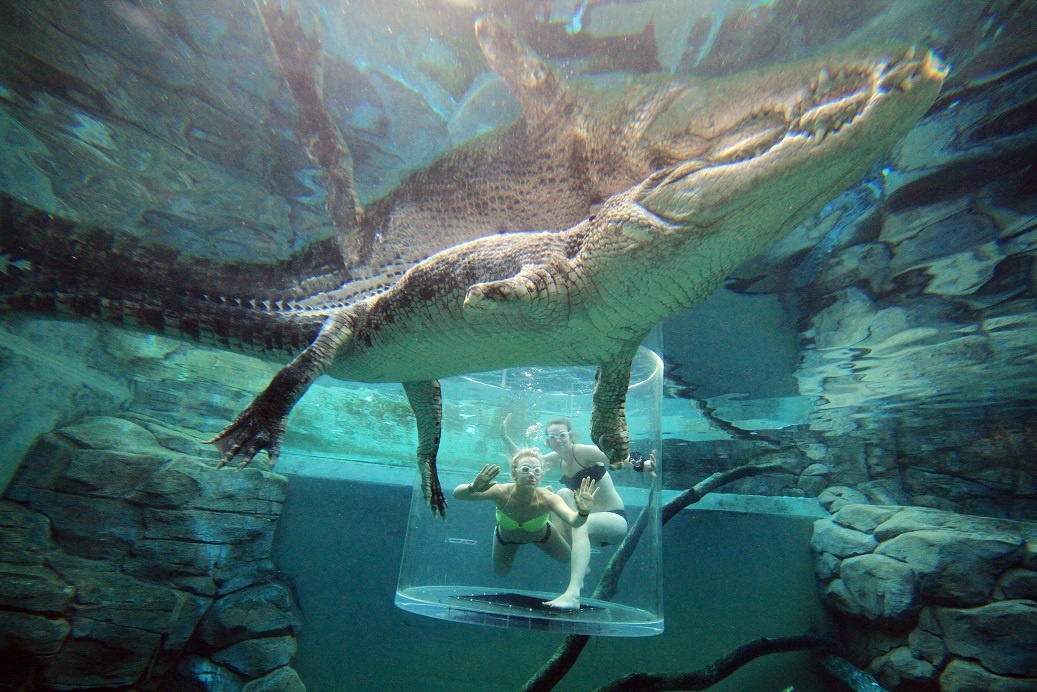 Bơi cùng cá sấu (Crocosaurus Cove, công viên Darwin, Australia): Du khách được đưa vào trong một lồng kính dày 15,5 cm và thả vào bể có cá sấu nước mặn khổng lồ. Ảnh: Crocosauruscove.