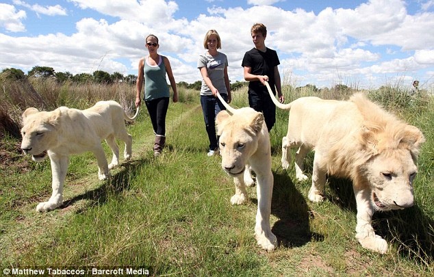 Dưới sự giám sát của các huấn luyện viện, bạn có thể chạm vào những con sư tử, quan sát chúng giao tiếp với đồng loại, xem họ cho chúng ăn. 