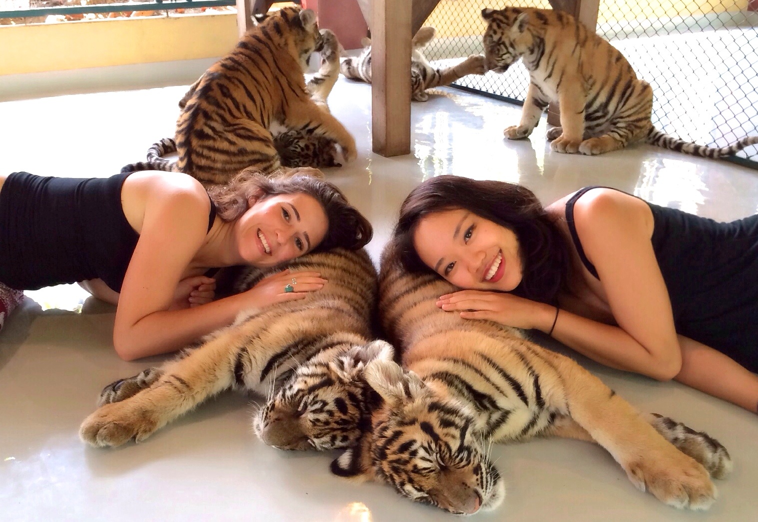 Các du khách sẽ được vuốt ve, chụp ảnh cùng những con hổ trưởng thành và cho hổ con ăn. Tuy nhiên, một số tai nạn đáng tiếc đã xảy ra. Năm 2014, Paul Goudie, du khách người Australia, bị tấn công vào bụng và đùi khi đang vuốt ve con hổ. 