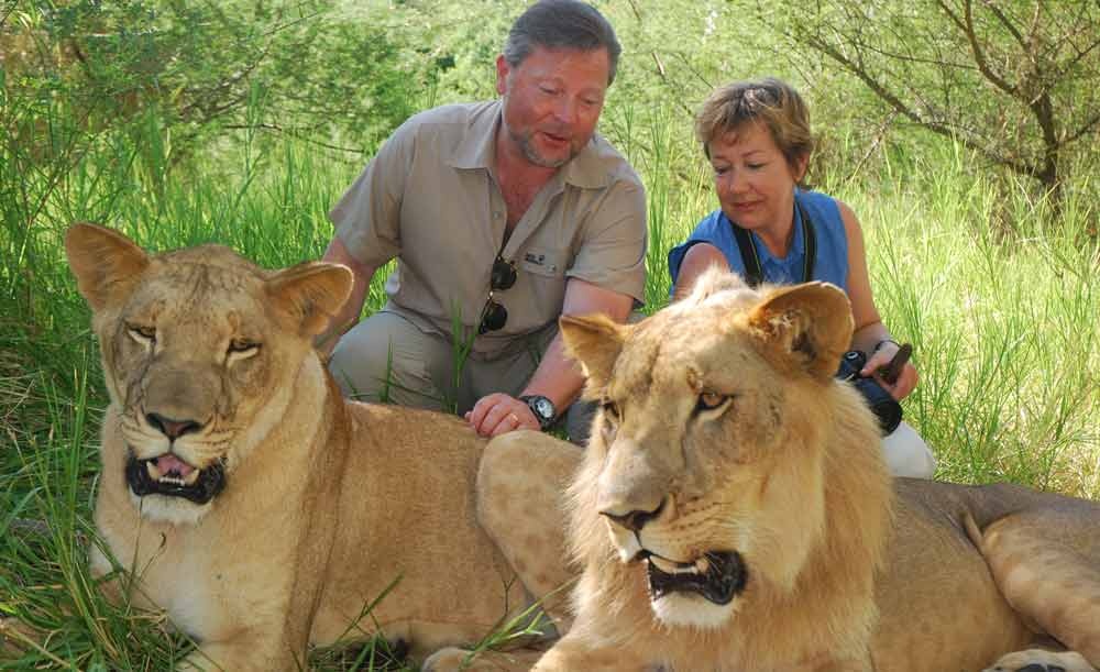 Du khách sẽ làm quen với các con sư tử và người huấn luyện trước khi bắt đầu chuyến đi dạo dài 1 tiếng. Trên đường đi, bạn có thể tiếp xúc với những con sư tử, xem chúng tự do chơi đùa hoặc nằm dài dưới tán cây.