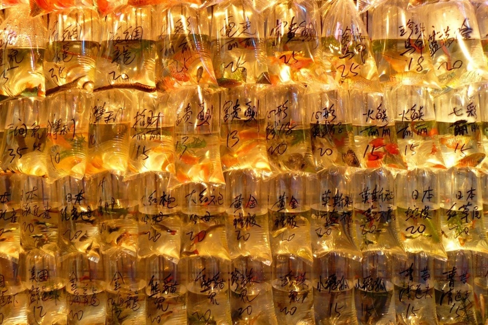 Chợ cá vàng: Nằm không xa chợ Quý Bà, chợ cá vàng là điểm đến thú vị cho các gia đình. Cá vàng được coi là biểu tượng may mắn. Ngoài ra, chợ còn bán những thú cưng nhỏ như rùa, thỏ và chuột hamster.