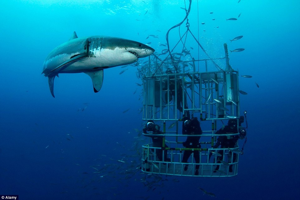 Guadalupe, Mexico: Nằm cách bờ biển Baja chưa đầy 250 km, vùng nước trong vắt và ấm áp quanh đảo Guadalupe là một trong những địa điểm lý tưởng nhất để ngắm cá mập trắng. 