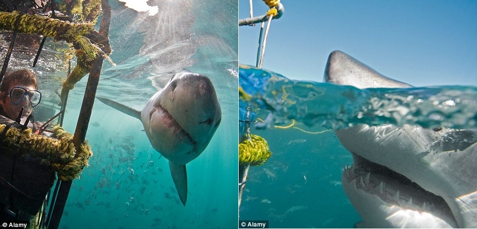 Làn nước trong vắt cho phép du khách được nhìn tận mắt ác mộng của đại dương.