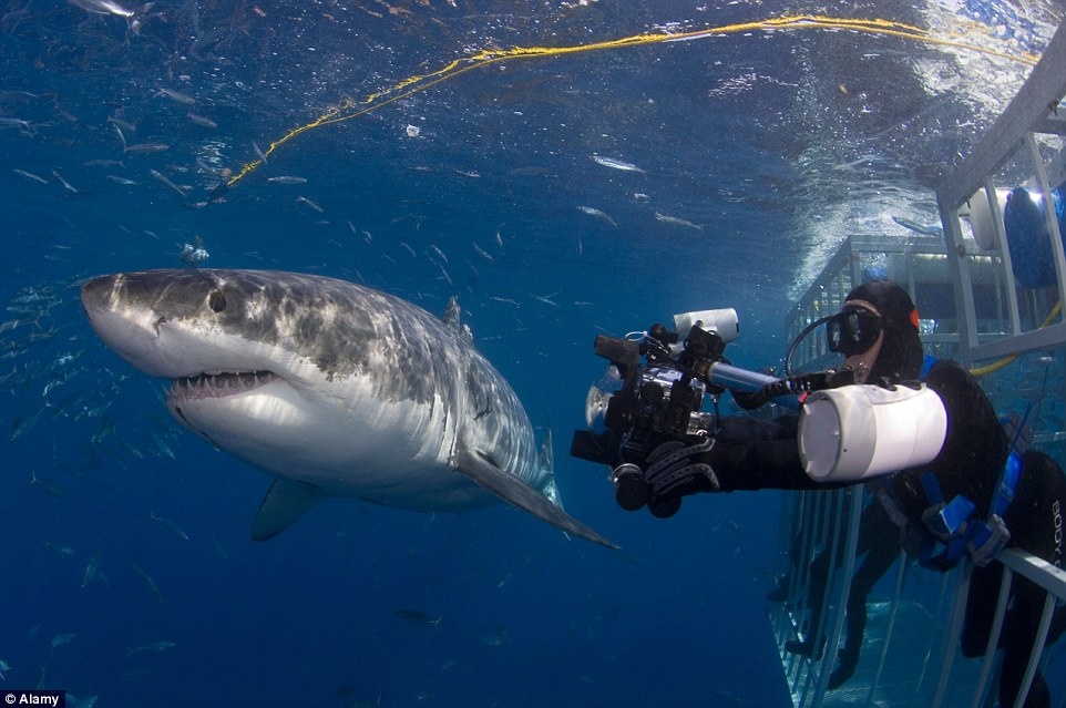 Du khách sẽ vào một lồng sắt và được thả xuống lòng biển để quan sát những con cá mập khổng lồ. 