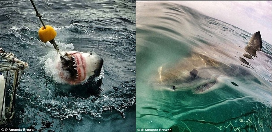 Nữ du khách Amanda Brewer đã có cơ hội chạm mặt với động vật săn mồi đáng sợ này.