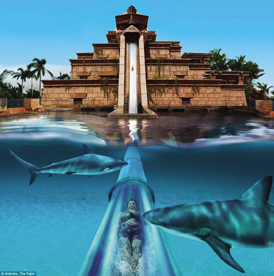 Đường ống được lắp kính trong suốt để du khách có thể nhìn thấy những sát thủ đại dương bơi quanh mình.