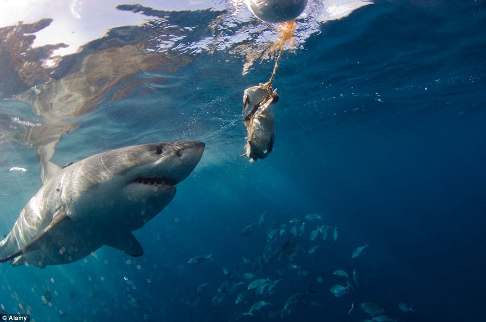 Quần đảo Neptune, Australia: Cá mập trắng đực với chiều dài có thể lên tới 5 m sống quanh đảo, vào mùa sinh sản các con cái cũng sẽ tới đây.