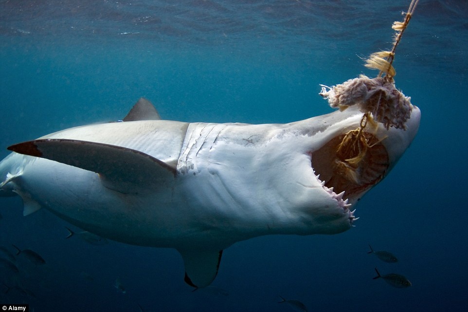 Ngoài tour lặn ngắm cá mập, các du khách có thể quan sát các loài động vật đặc hữu khác của quần đảo xinh đẹp này.