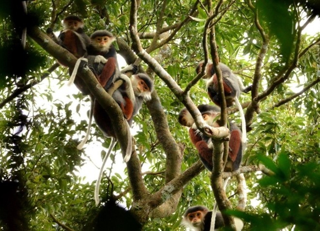 Mo tour ngam vooc o Son Tra hinh anh