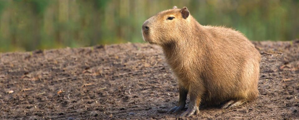 Capybara: Capybara là loài gặm nhấm lớn nhất thế giới, với trọng lượng lên tới 90 kg. Chúng là động vật sống theo nhóm từ 10-20 con. Là con mồi yêu thích của trăn Nam Mỹ, báo đốm, cá sấu... chúng có tuổi thọ trung bình chỉ khoảng 4 năm. Loài động vật ăn cỏ này khá hiền lành, không làm hại đến con người.
