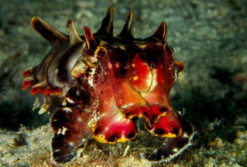 Metasepia pfefferi: Loài mực nang này được tìm thấy ngoài khơi Australia, Philippines, New Guinea, Indonesia và Malaysia. Dù có kích cỡ nhỏ bé (chỉ khoảng 5-7 cm), Metasepia pfefferi là loài săn mồi, thu hút những con cá bằng khả năng đổi màu trong chớp mắt. Đừng để vẻ ngoài đẹp đẽ đánh lừa, chúng có chất độc mạnh không thua kém gì bạch tuộc đốm xanh. 