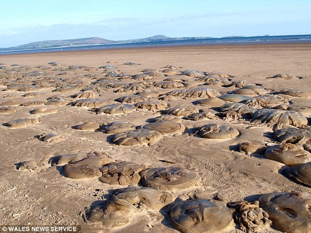 Những con sứa thùng khổng lồ tạo ra khung cảnh như trong phim.