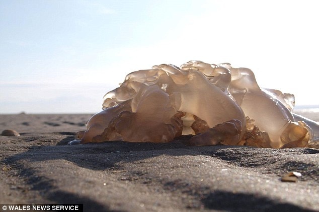 Số lượng loài sứa này nhiều đến mức các ngư dân hay phàn nàn về việc chúng mắc vào lưới của họ.