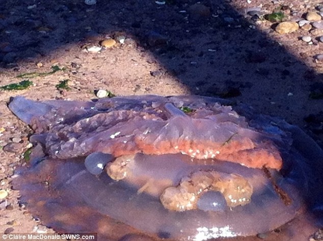 Claire McDonald đã rất sửng sốt khi thấy cảnh tượng này và chụp hình lại. Cô đếm được ít nhất 130 con tại nơi chụp.