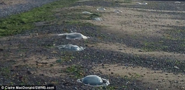 Lượng sứa thùng đã tăng mạnh trong những năm gần đây do mùa đông ấm áp hơn khiến tảo biển phát triển.