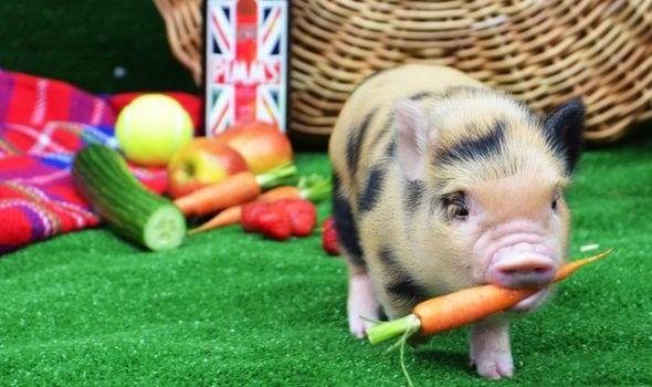 Tham quan ‘ca phe heo’ o London hinh anh