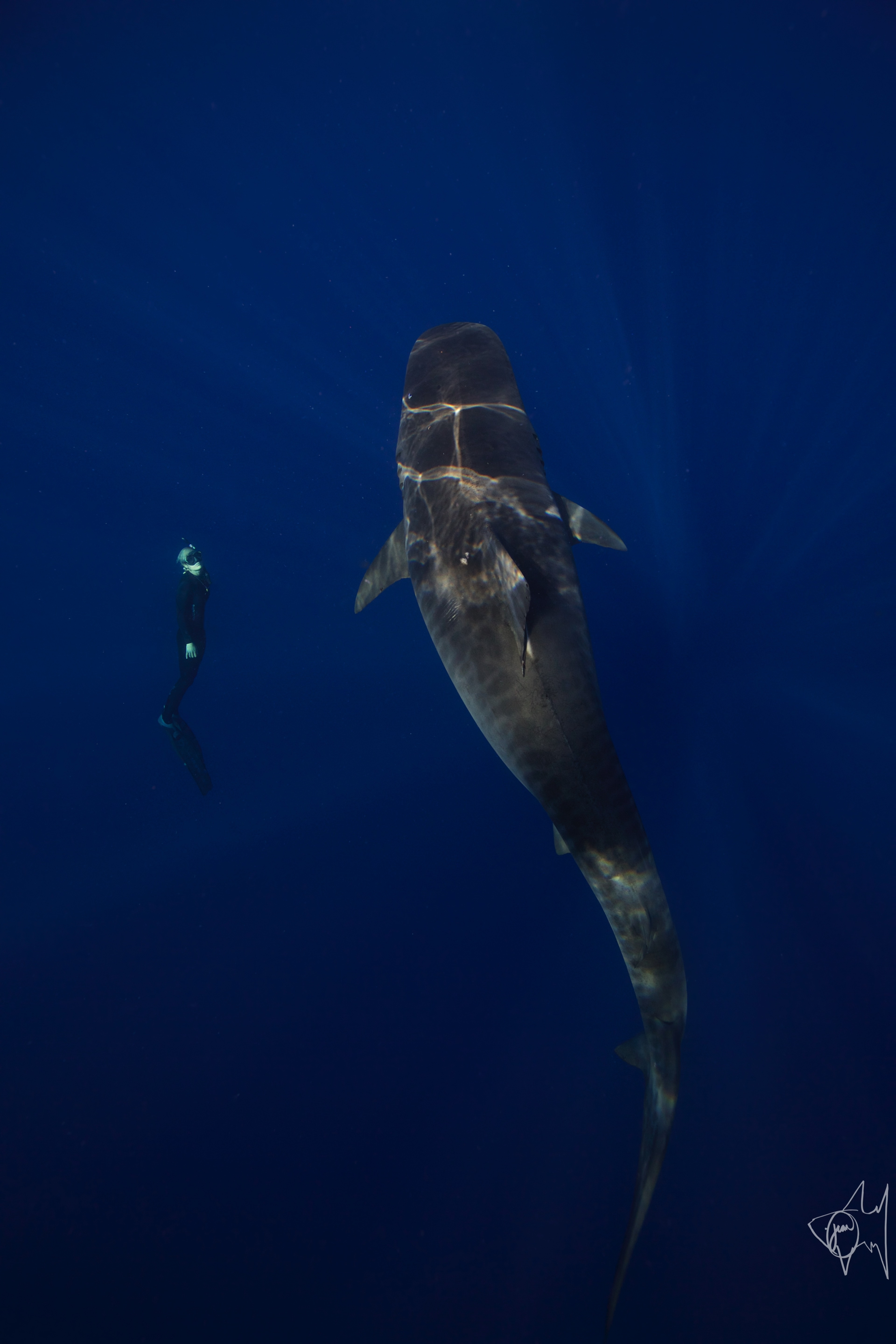 Ocean Ramsey cùng các nhà sinh vật biển khác đã mở tour tham quan cho du khách và người địa phương bơi lặn cùng nhiều loài cá mập ở bờ Bắc đảo Oahu, Hawaii, Mỹ.