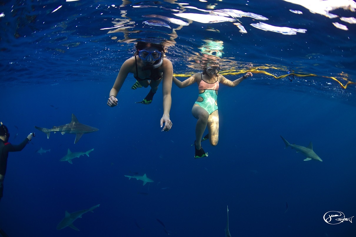 Tuy nhiên, Ramsey nhấn mạnh với du khách việc con người ở trong lãnh thổ của cá mập vẫn có những rủi ro nhất định. Nhiều người lo ngại rằng việc tiếp cận cá mập ở ngoài khơi sẽ khiến chúng quen với con người và bắt đầu để mắt tới những người lướt sóng hoặc bơi lội gần bờ. 