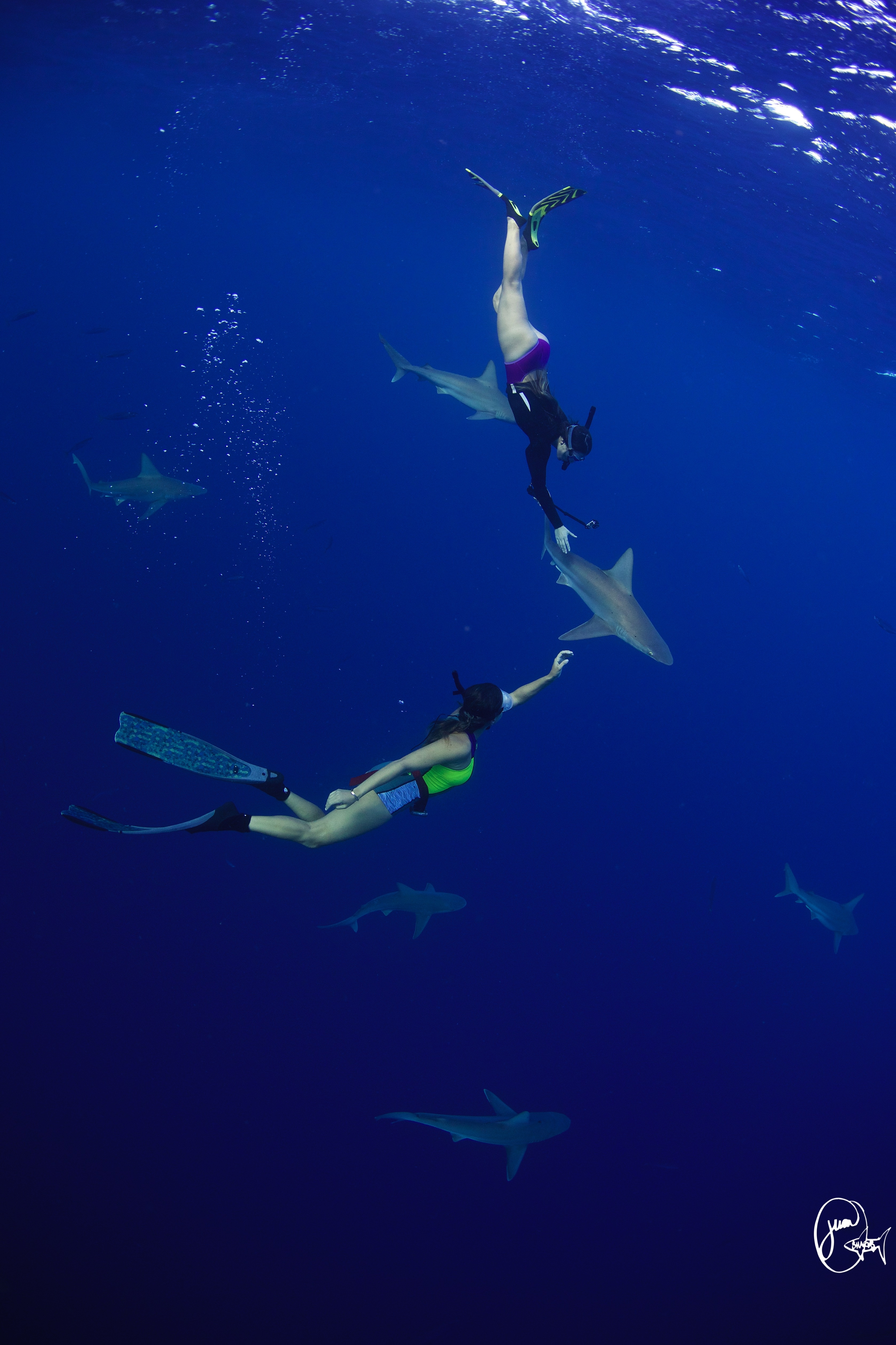 Du khách sẽ được đưa tới một khu vực có bán kính khoảng 5 km và xuống lặn. Bạn sẽ có cơ hội chiêm ngưỡng cá mập galapagos, cá mập sandbar và cá mập hổ.