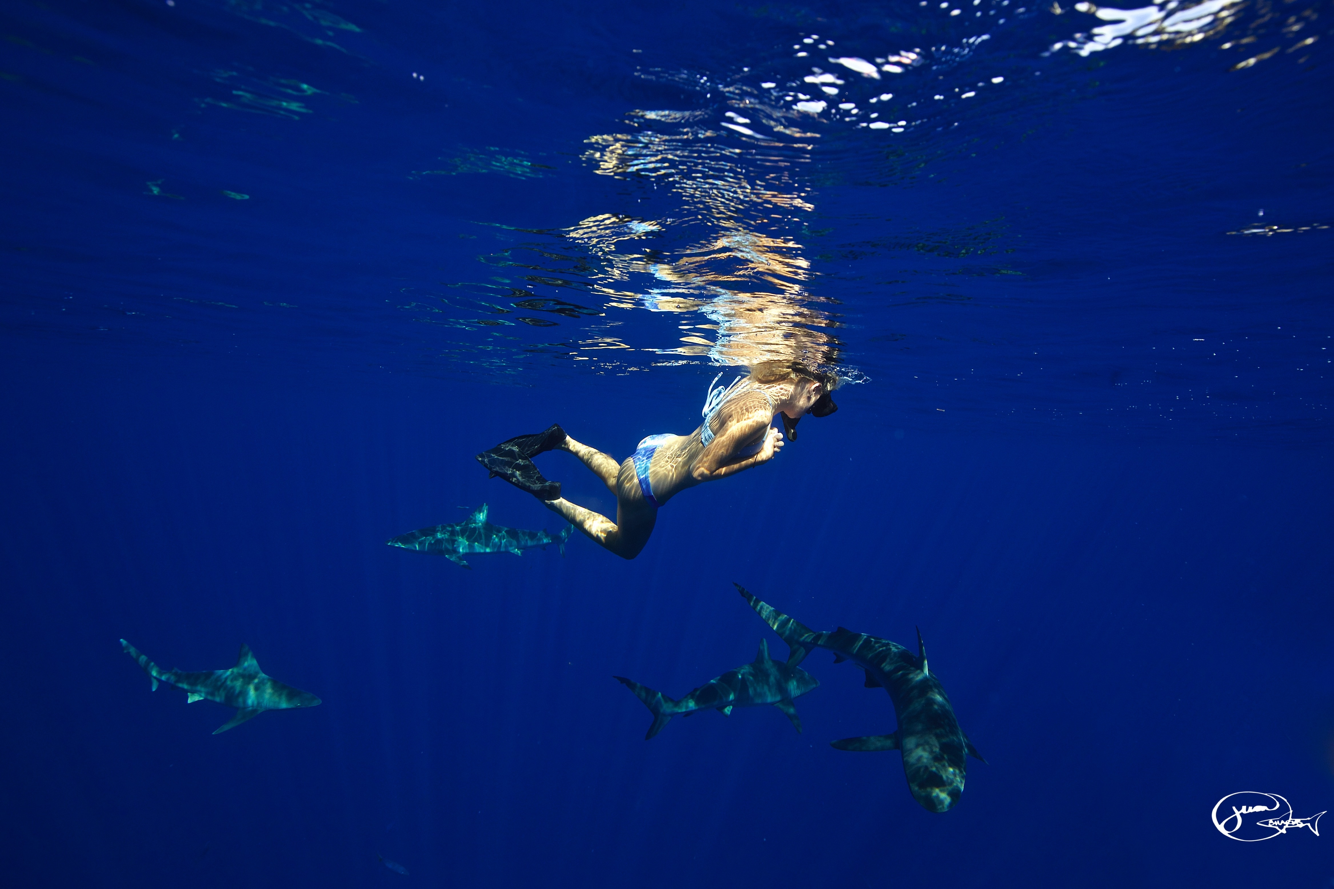 Nhóm của Ramsey không dùng mồi nhử nên không phải lúc nào cũng gặp được cá mập. Tuy nhiên, do họ liên tục trở lại một địa điểm, cô và đồng nghiệp đã trở nên quen thuộc với nhiều con cá mập trong khu vực này, cũng như nhận biết được cá tính của từng con.