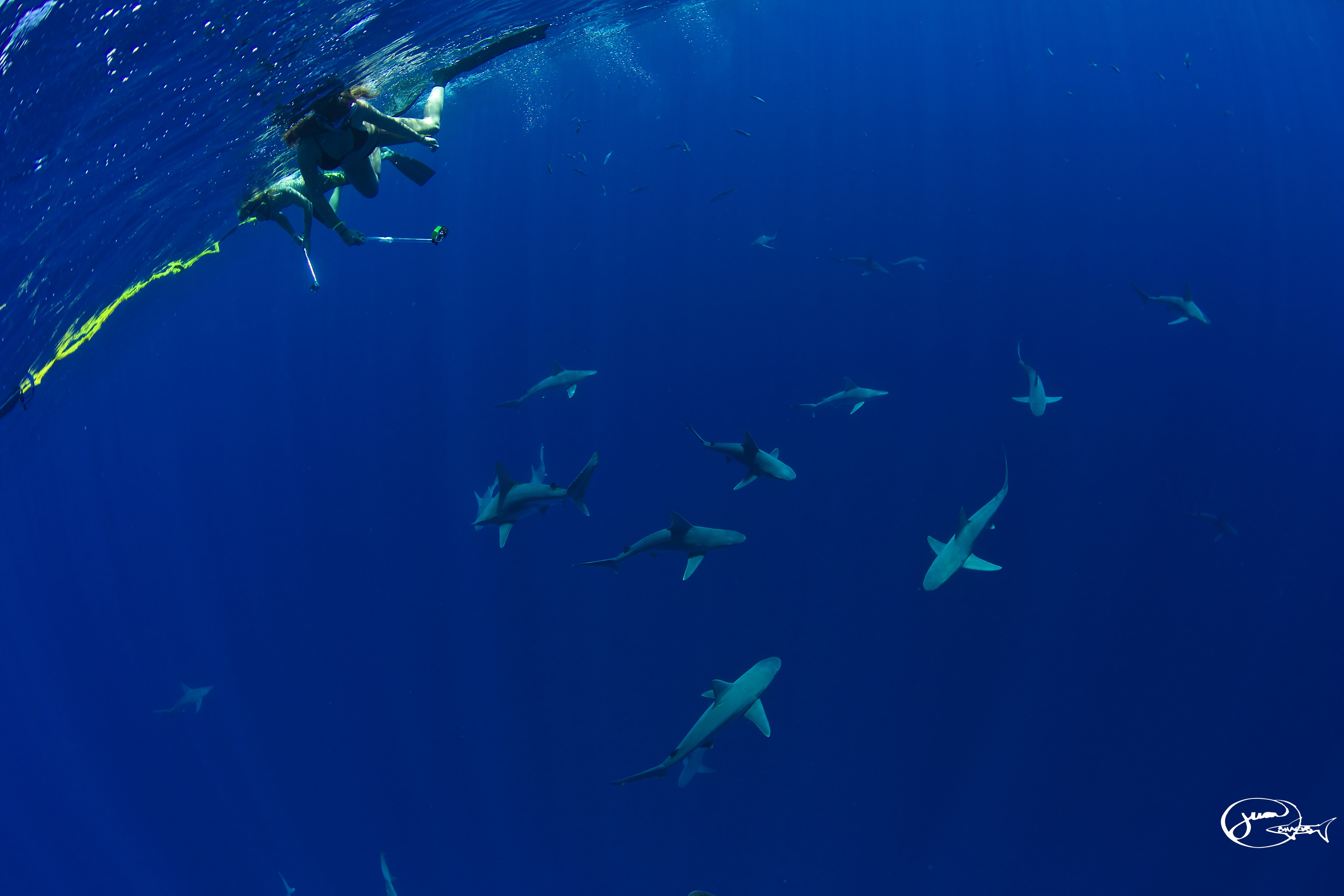 Ramsey cho biết: “Mọi người sẽ thấy bình thường cá mập không coi con người là mồi. Họ sẽ được thấy chúng là những động vật tuyệt đẹp, duyên dáng. Đây là một trong những biện pháp bảo tồn có sức mạnh lớn nhất’. 