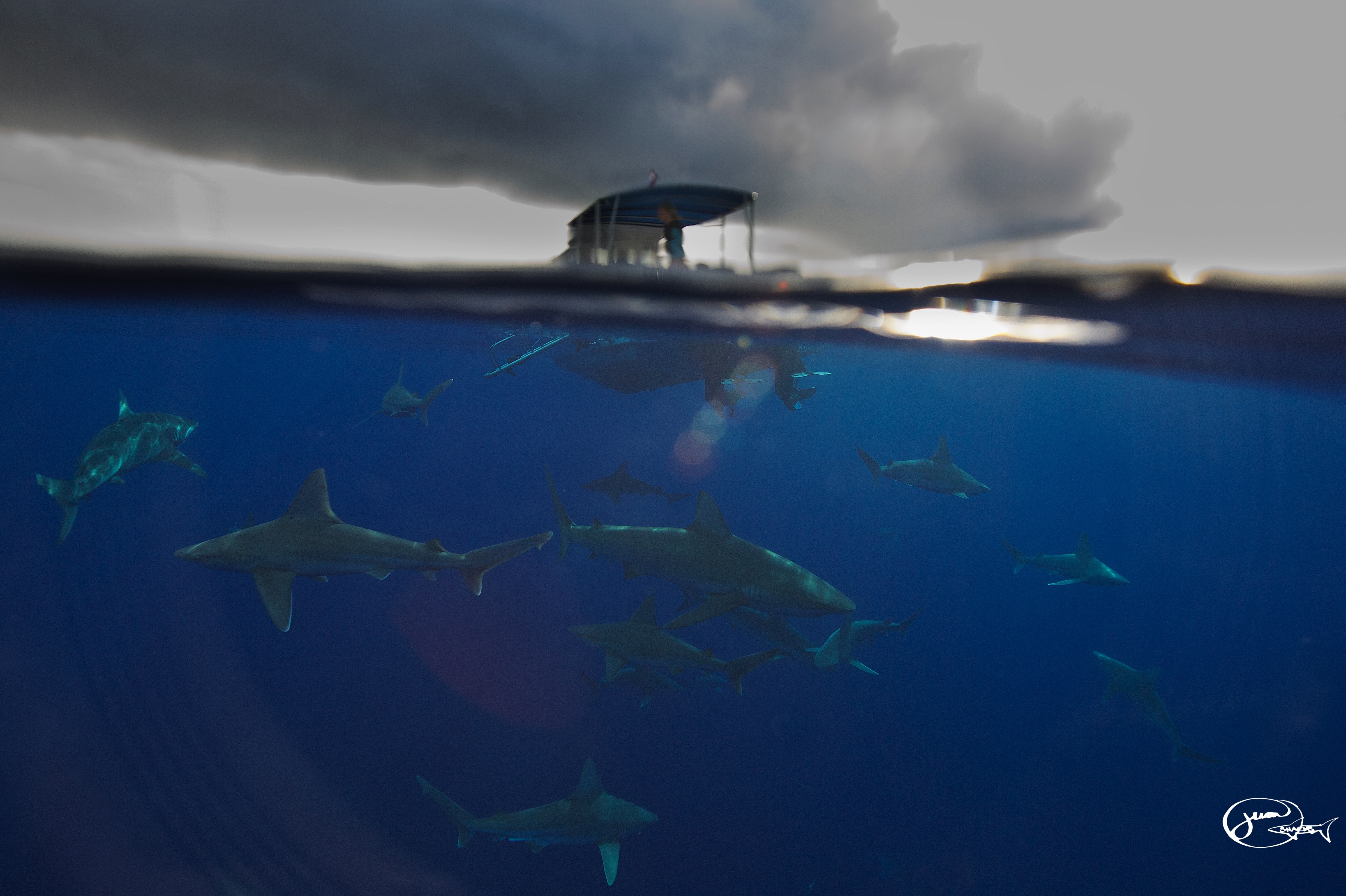 Cá mập là loài săn mồi nằm trên đỉnh chuỗi thức ăn, một trong những động vật quan trọng nhất đại dương. Chúng giúp duy trì số lượng và độ khỏe mạnh của các loài cá khác. Nếu không có cá mập, sự cân bằng của hệ sinh thái đại dương sẽ bị phá vỡ.