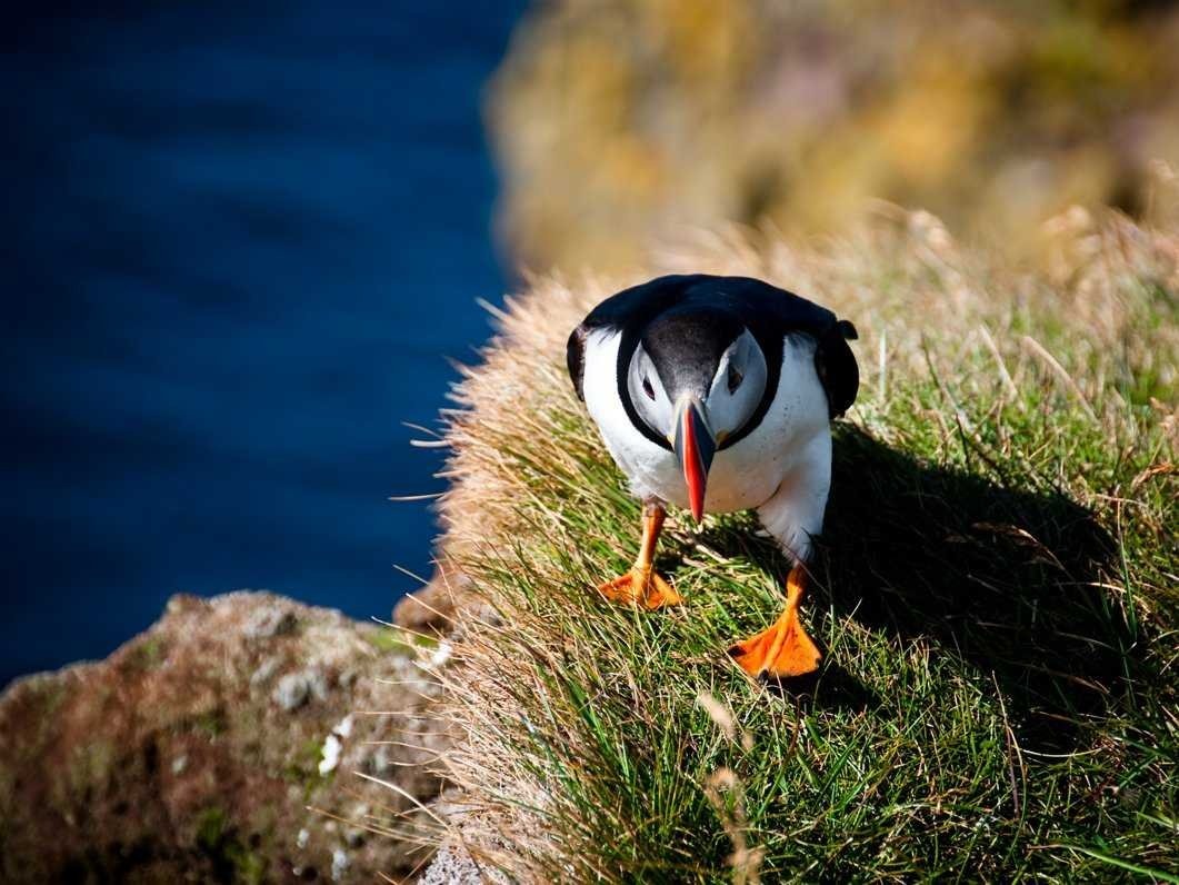 Đảo Surtsey, Iceland: Hòn đảo có diện tích 1,4 km2 này là nơi sinh sống của nhiều loài chim như hải âu, mòng biển và chim puffin. Chỉ có các nhà nghiên cứu mới được phép tới và ở trên hòn đảo này. 