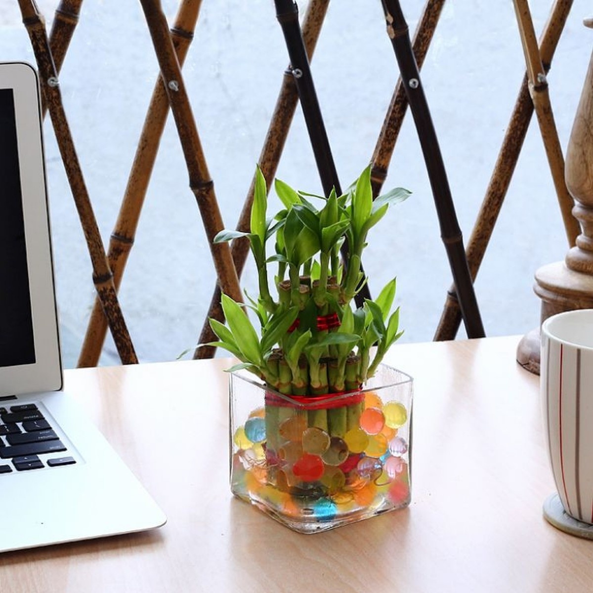 Cây phất dụ: Một châu cây phất dụ được coi là món quà đem lại may mắn cho người nhận ở một số quốc gia châu Á. Đồng thời, loại cây này cũng có khả năng tăng năng lượng tốt khi đặt đúng vị trí theo phong thủy. Ảnh: Nurturinggreen.