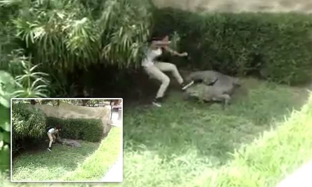 Nhảy vào chuồng trêu cá sấu: Mới đây, vào đầu tháng 7 năm 2015, nữ du khách Stacy Alejandra Torres Cuellar đã khiến những du khách tham quan vườn thú La Pastora ở Monterrey (Mexico) hoảng hồn. Cuellar đã leo qua hàng rào, tiếp cận trêu chọc con cá sấu và bỏ chạy khi bị nó tấn công. Thật may là cô đã thoát ra được mà không gặp thương tích gì nghiêm trọng. Hành động này đã khiến Cuellar bị cấm trở lại vườn thú. Ảnh: Daily Mail.