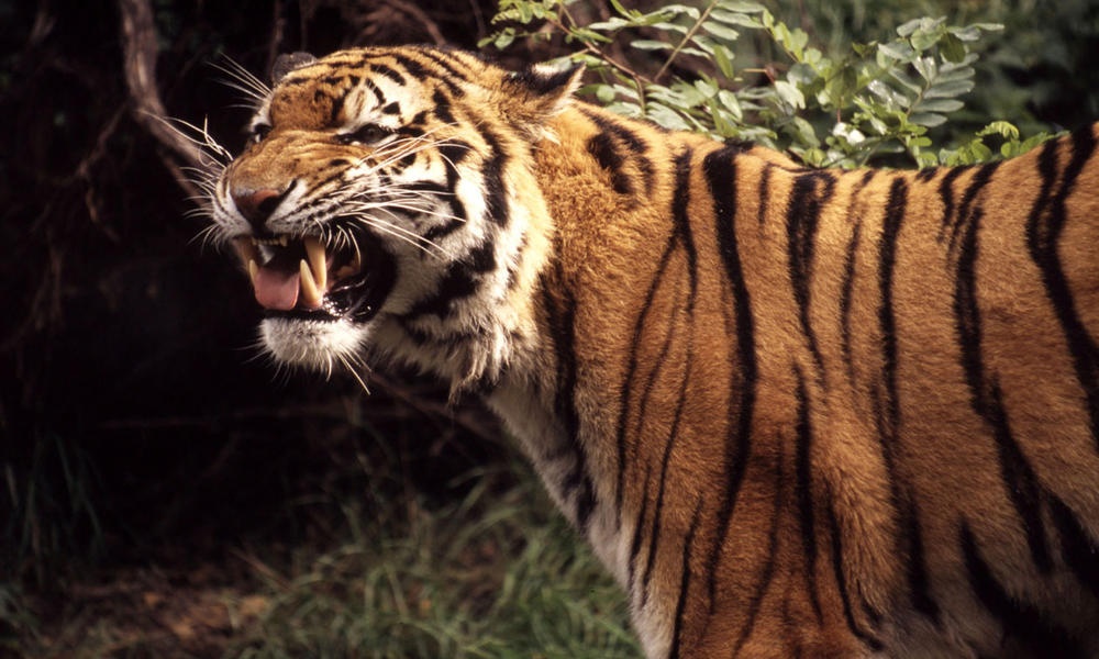 Bị hổ cắn đứt tay vì cố chụp ảnh: Năm 2007, Jai Prakash Bezbaruah, 50 tuổi, cùng gia đình tới thăm vườn thú Guwahati tại thành phố Guwahati, Ấn Độ. Ông đã lén vào chuồng phía trong để chụp vài kiểu ảnh. Một con sư tử cái đã vồ được tay ông. Nhiều nhân viên sở thú đã cố gắng ngăn cản và giải cứu ông, nhưng trước khi họ tới kịp, một con hổ đực xuất hiện và cùng con hổ cái xé đứt cánh tay của Bezbaruah. Ông lập tức được đưa đi cấp cứu nhưng đã qua đời trên đường tới bệnh viện. Ảnh: Throughgoldeneyes.