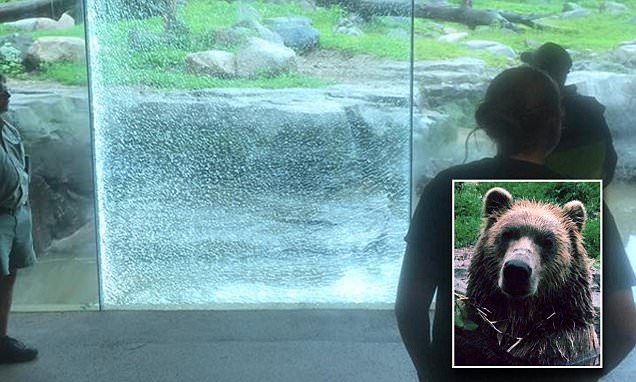 Cửa kính rạn nứt nghiêm trọng sau hành động của con gấu. Ảnh: Daily Mail.