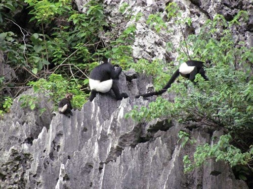 Vọoc quần đùi trắng trên các mỏm núi đá vôi ở Vân Long.