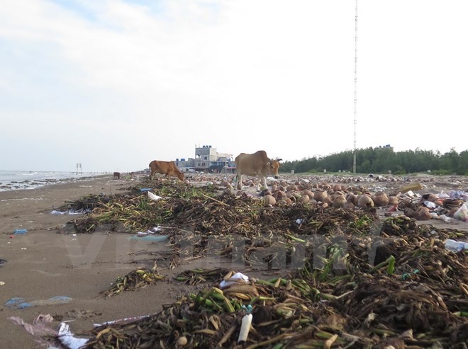 Rác thải tập kết trên bên bãi tắm gây mất mỹ quan và ô nhiễm môi trường.