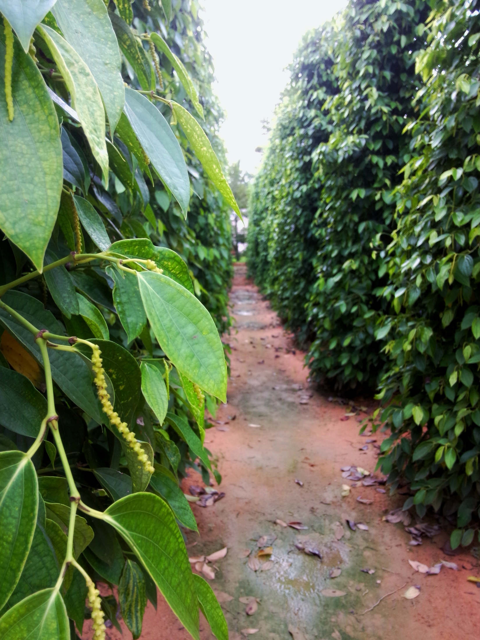 Những vườn tiêu xanh mướt.