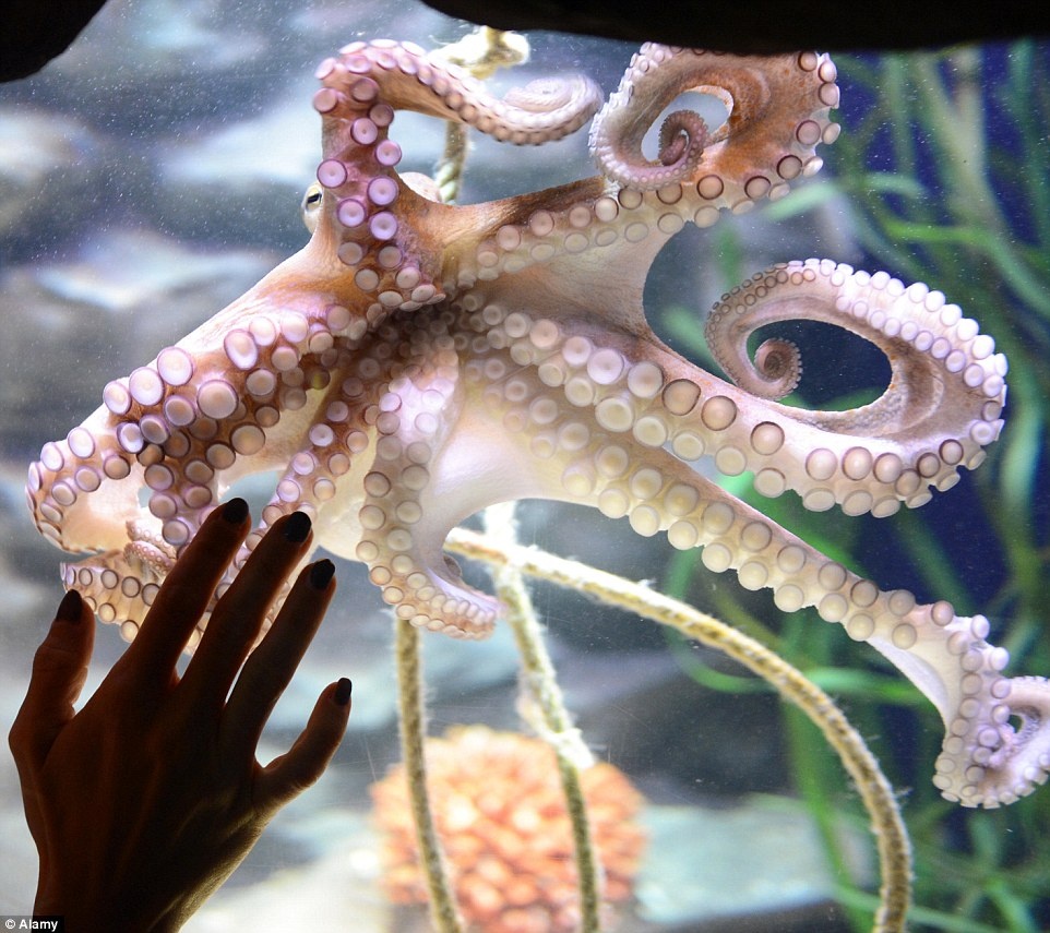 Một con bạch tuộc ở bể thủy sinh. Cựu vô địch quyền Anh thế giới, Regina Halmich, mở triển lãm Hang Bạch Tuộc (Octopus Cave), cho du khách chiêm ngưỡng 5 loài bạch tuộc.