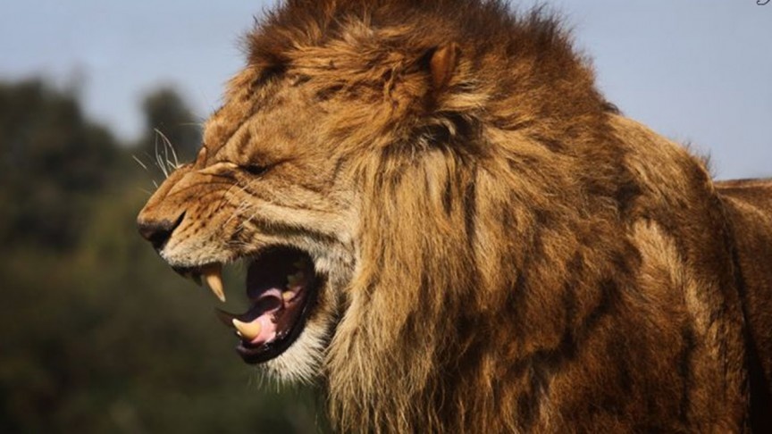 Sư tử tấn công du khách bất cẩn: Năm 2015, Katherine Chappell, nữ du khách 29 tuổi người Mỹ, đã bị sư tử giết chết tại một khu bảo tồn Nam Phi. Khu bảo tồn Lion Park cung cấp các tour tự lái hoặc có hướng dẫn viên, khẳng định “không nơi nào du khách có thể tới gần một đàn sư tử mà vẫn tuyệt đối an toàn”. Chappell đang ngồi ở ghế sau một chiếc SUV, hạ cửa kính xuống và chụp ảnh thì bị một con sư tử đực tấn công. Tài xế và hướng dẫn viên cũng bị thương khi cố cứu cô. Công viên đã có quy định tuyệt đối không được hạ cửa kính xuống trong quá trình tham quan. Chappell đã qua đời trong lúc được điều trị.  