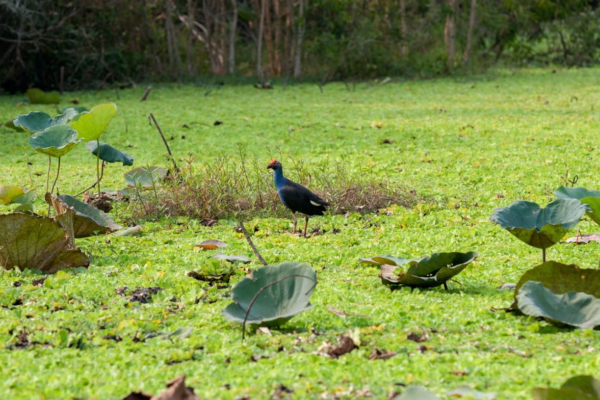 Được ngồi trên thuyền ngắm nhìn màu xanh mát mắt của bèo, tận hưởng hương thơm của tràm, quan sát các động vật hoang dã là một trải nghiệm khó quên.