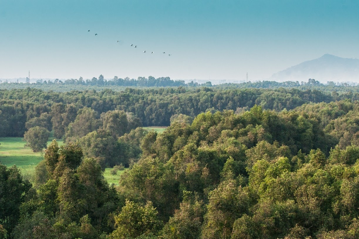 Du khách có thể tới đài quan sát ở giữa rừng, phóng tầm mắt ra không gian rộng lớn ngút ngàn. Nếu tới đây vào lúc 17-18h, bạn có thể thấy những đàn chim về tổ.