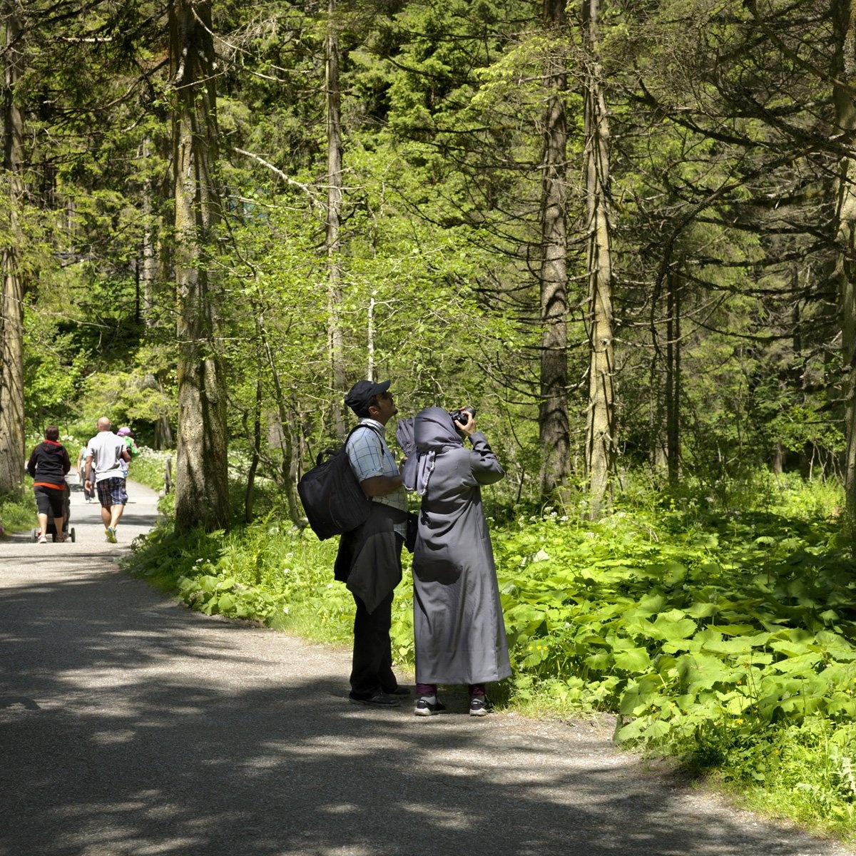 Ở nơi thấp hơn, rừng Alps và các đồng cỏ là nơi lý tưởng để dạo chơi. 