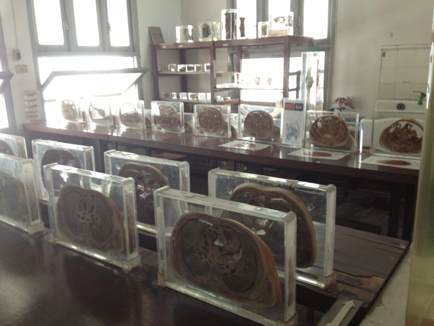 8. Bảo tàng Y học Siriraj, Bangkok, Thái Lan: Khu tổ hợp này gồm 5 bảo tàng với chủ đề từ ký sinh trùng cho tới pháp y. Bảo tàng Ký sinh trùng có từ con sán siêu dài tới tinh hoàn người bị chứng phù voi, sưng phồng lên và nặng tới 35 kg. Bảo tàng Pháp y trưng bày xác của các nạn nhân tai nạn, kẻ sát nhân hàng loạt và nội tạng.